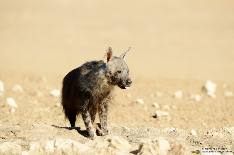 Brown Hyena At The Waterhole