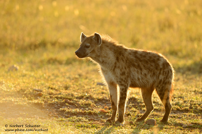 Spotted Hyena