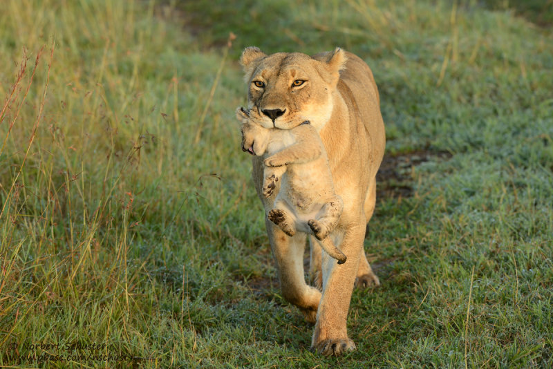 Lioness With Cub