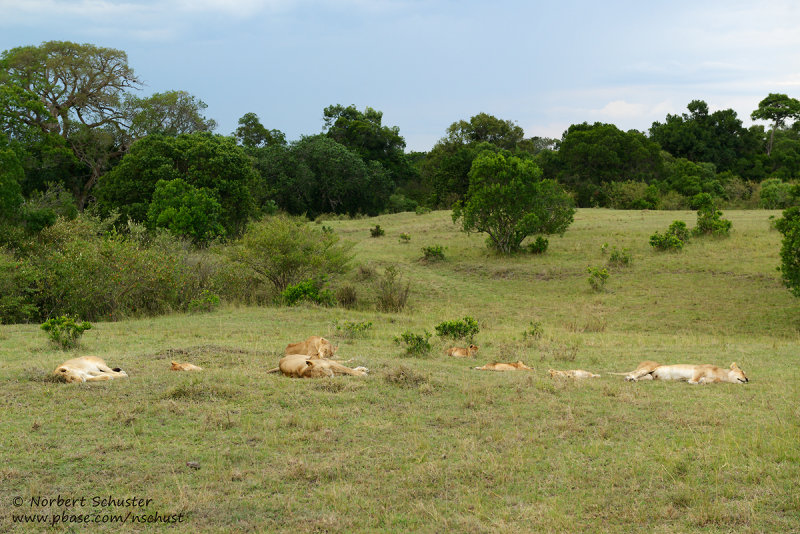 A Pride Of Lions