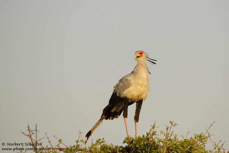 Secretarybird