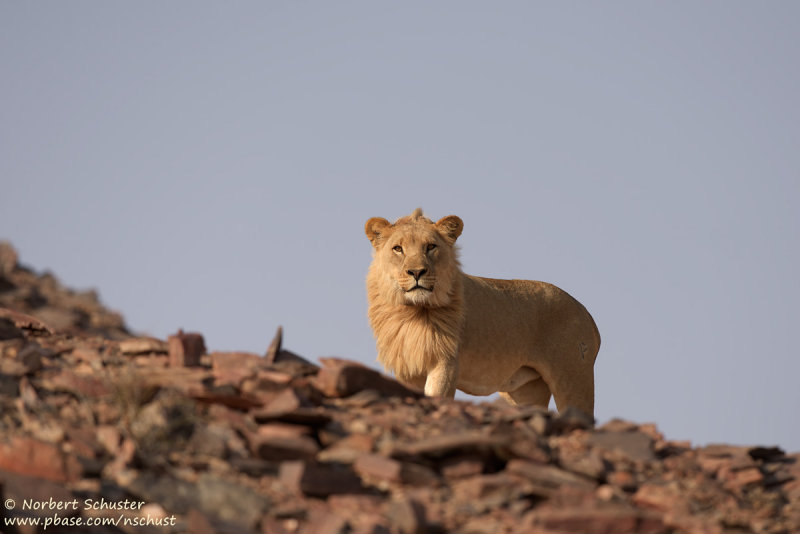 Desert Lion (Panthera leo)
