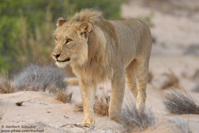 Desert Lion (Panthera leo)
