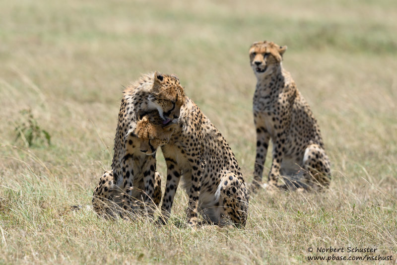 Cheetahs