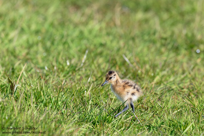 Black-tailed Godwit Chick