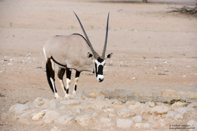 Gemsbok At The Waterhole