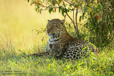 Mother Leopard With Cub