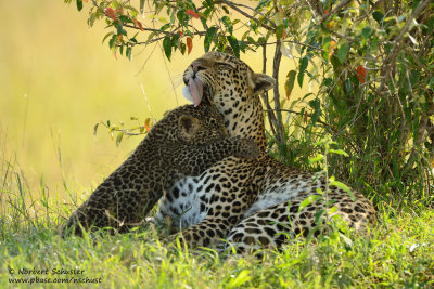 Mother Leopard With Cub
