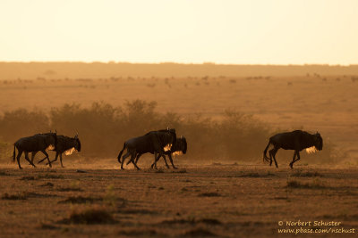 Wildebeests In The Morning Sun