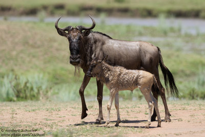 Wildebeests Out Of The River
