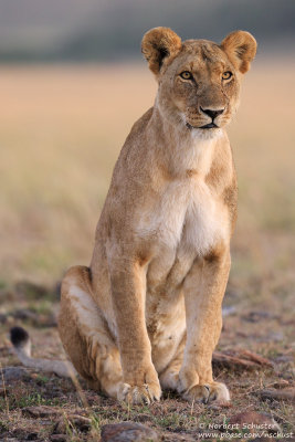 Elegant Lioness
