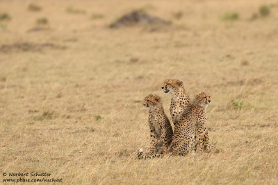 Mother Cheetah With Cubs