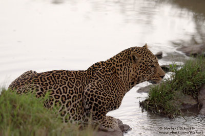 Leopard Early Morning