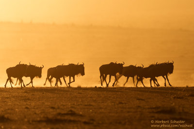 Wildebeests In The Morning Sun