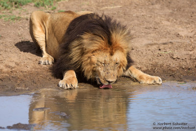 Thirsty Lion