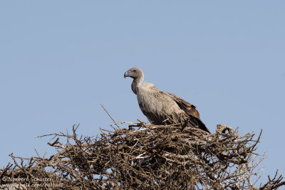 Rüppell's vulture