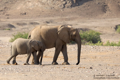 Desert Elephants (Loxodonta africana)