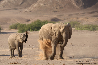 Desert Elephants (Loxodonta africana)