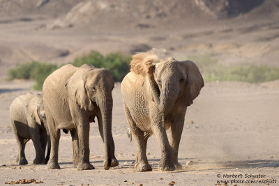 Desert Elephants (Loxodonta africana)