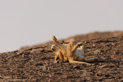 Desert Lion (Panthera leo)