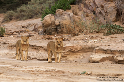 Desert Lions (Panthera leo)