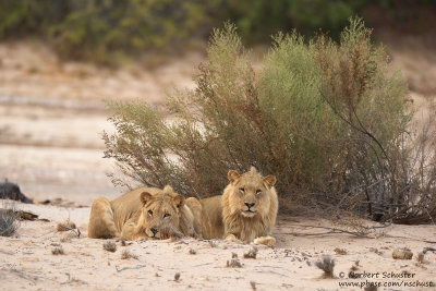 Desert Lions (Panthera leo)