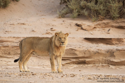 The Desert Lion Called Polla