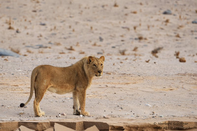The Desert Lion Called Ben