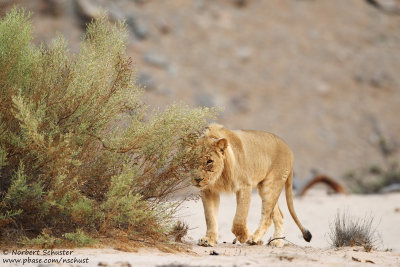 Desert Lion (Panthera leo)