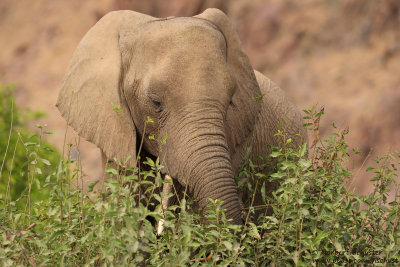 Desert Elephant 