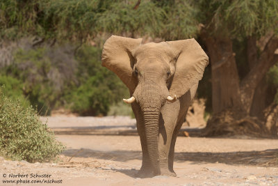 Desert Elephant Bull