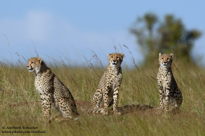 Cheetahs