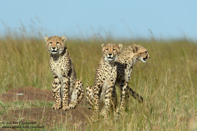 Cheetahs