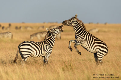 Zebras Fighting