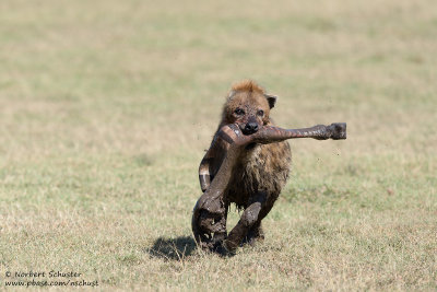 Hyaena With Leg From Zebra