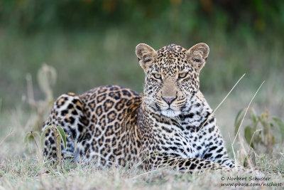 Young Leopard