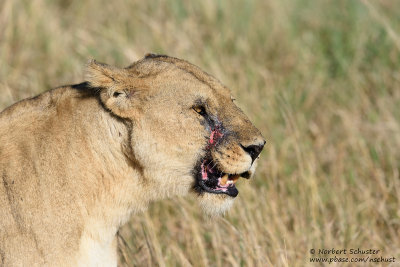 Lioness Badly Injured 