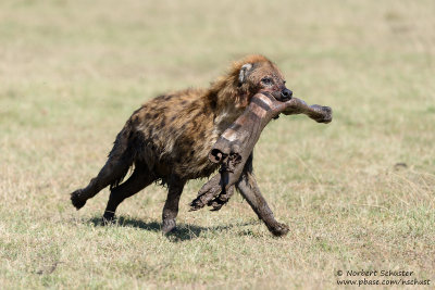 Hyaena With Leg From Zebra