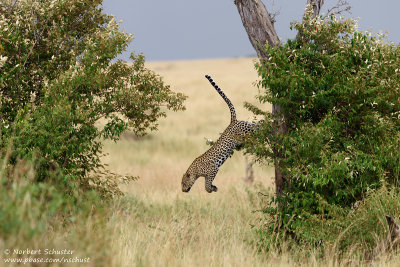 Leopard Jumping