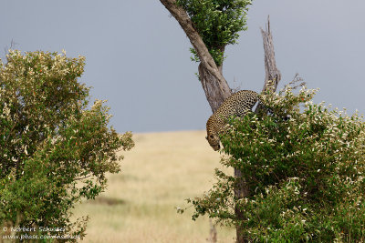 Leopard In The Tree