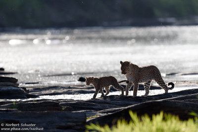 Leopards Crossing The Olare Orok River