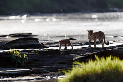 Leopards Crossing The Olare Orok River