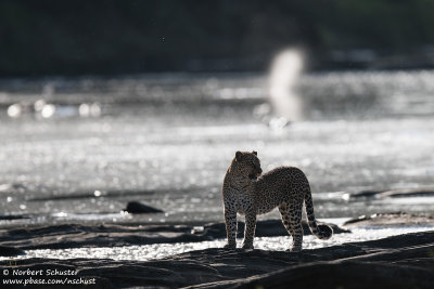 Leopard Crossing The Olare Orok River