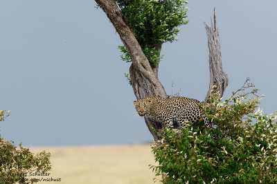 Leopard In The Tree