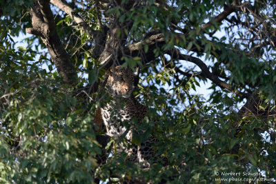 Leopard Hidden In The Tree