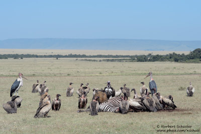 Crowd At The Zebra Kill