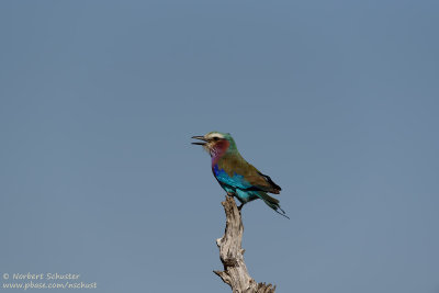 Lilac-Breasted Roller