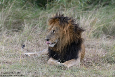 Male Lion