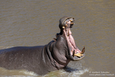 Hippopotamus