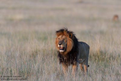 Male Lion